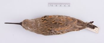 Media type: image;   Ornithology 292205